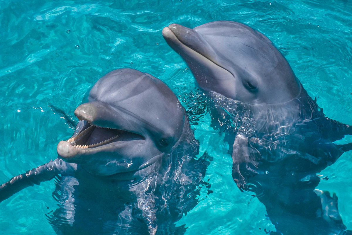 swim with dolphins in isla mujeres