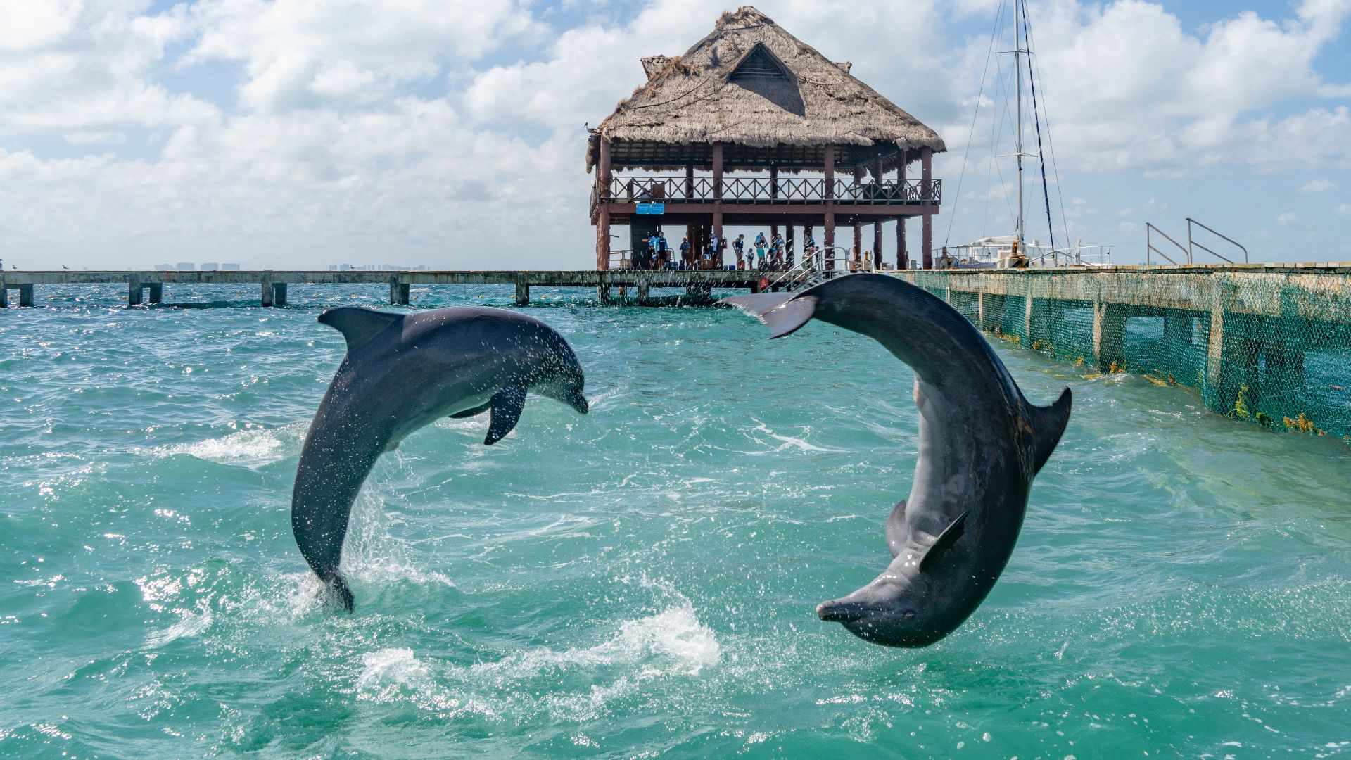 swim with dolphins in cancun isla mujeres